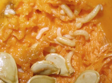 Melon fly larvae maggots in pumpkin fruit