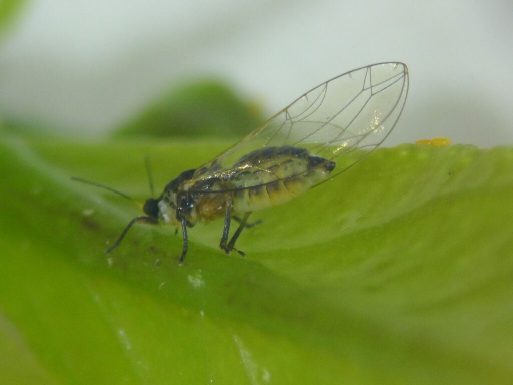 Figure 1: African citrus psyllid adult. Adult African citrus psyllid on a green leaf.