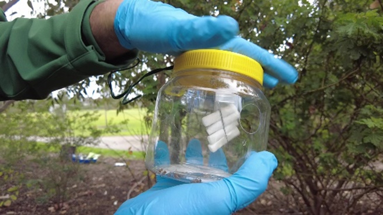 Two gloved hands holding a clear plastic jar with a yellow lid. White cotton strips are visible inside the container.