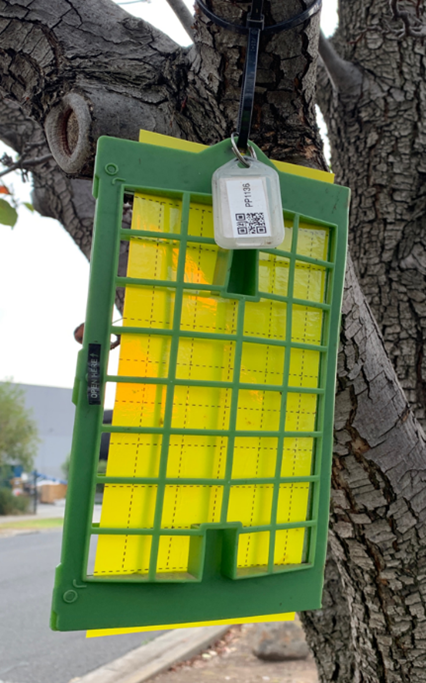 Yellow sticky trap inside a green cage