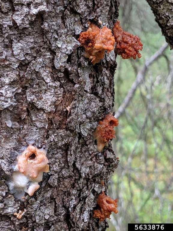 Pitch tubes caused by the black turpentine beetle 