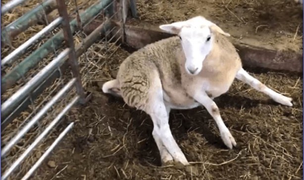 A sheep displaying sway back &ndash; on the ground on hind quarters, unable to get up.