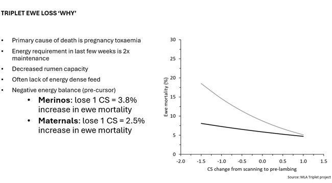 This graph shows the drop in ewe mortality of triplet-bearing ewes as condition score change from scanning to pre-lambing. The range in condition score (CS) change is a loss of 1.5 to a gain of 1. The top line shows the impact for Merino ewes, with a ewe mortality of almost 20%  when CS loss is 1.5, curving down to about 5% to 6% when CS change is +1. The lower line shows the impact for maternal ewes, which is less and more linear &ndash; dropping from about 8% ewe mortality with a 1.5 CS loss to a similar rate of about 5% with a gain of +1 CS.