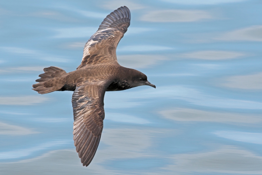 Short-tailed shearwater gliding low over the ocean with wings fully outstretched.