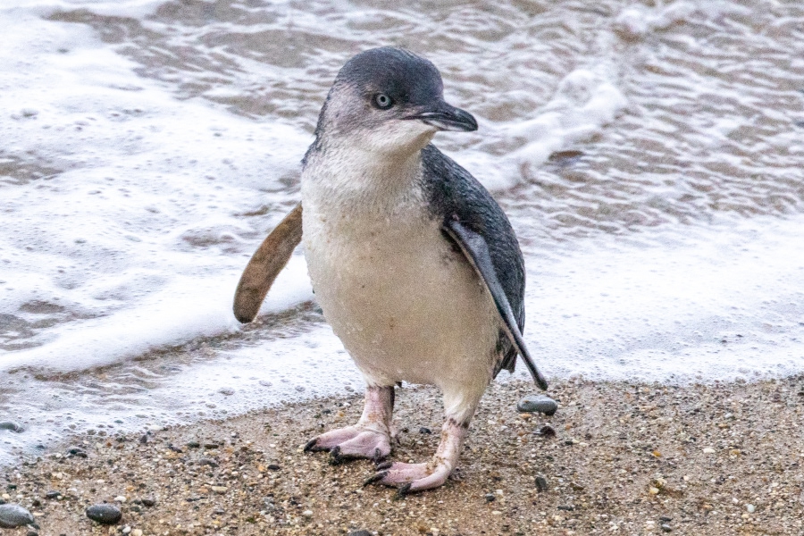 Little penguin standing on a sandy beach at the water's edge with small waves behind it.