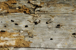 EHB affected timber with small dark holes in it