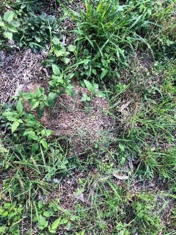 Fire ant nest on ground.