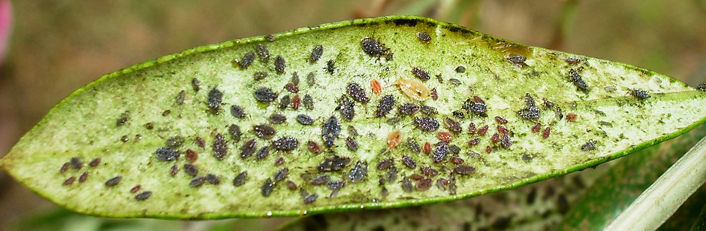 Under surface of an olive leaf heavily infected with olive lace bug