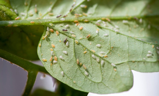 Numerous TPP nymphs on a leaf