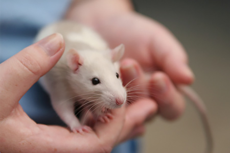 A white mouse being held in someone's hand.