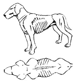 Sketch of dog, very thin with ribs showing