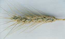 Splayed glumes of wheat ear infected with common bunt.