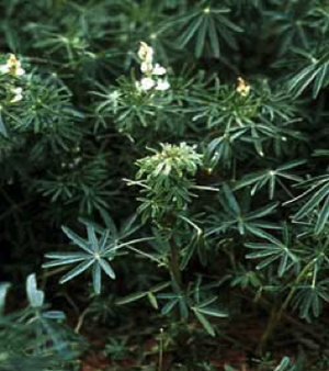 Photo showing lupins with stunted growth