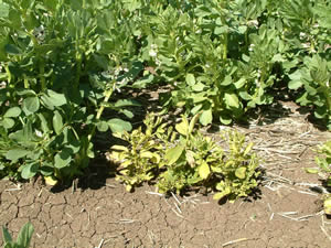 Healthy faba bean plants next to stunted, yellow, infected plants