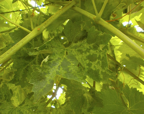 The Glera or Prosecco cultivar displays veinal discolouration on its leaves until the end of the season