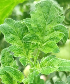 ToBRFV on a tomato leaf