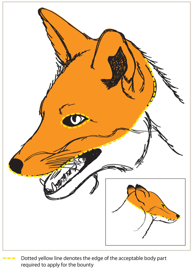 Hand drawn image of fox head with a yellow dotted line round top part of head. Dotted yellow line denotes the edge of the acceptable body part required to apply for the bounty.