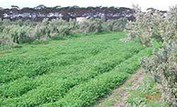 Saltbush growing in between rows of green pasture in Western Australia
