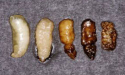 Stages of decay of a larvae killed by sacbrood. 1. A sac of clear liquid forms around the body. 2. The larva begins to dry. 3. The head darkens first. 4. The larva darkens further as it dries. 5. The scale.