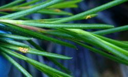 Close up of geraldton wax with yellow-gold spore growth on the leaves