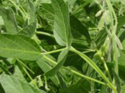 Bunch of larger green soybean leaves, ground not visible