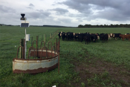 Dairy farm with soil moisture monitoring setup
