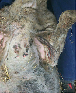 Close-up of underneath of front leg of sheep badly burnt 