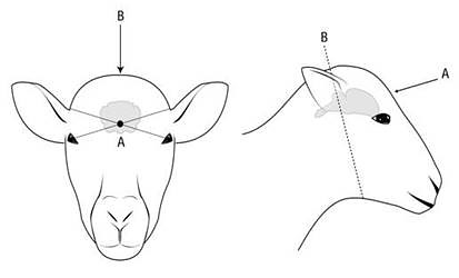 Diagram of a the front and side of a ewe's head indicating the recommended line of fire.