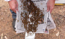 Beekeeper pouring bees from the newspapers into the open jar