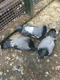 Clinically affected and dead pigeons, noting evidence of green diarrhoea