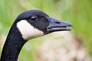 Goose's black head with white marking 