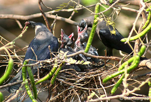 Messy nest of twigs, two adult birds feeding baby birds