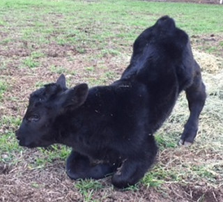 A black calf with bowed back legs and domed skull