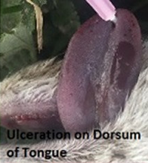 Ulceration on dorsum of lamb's tongue