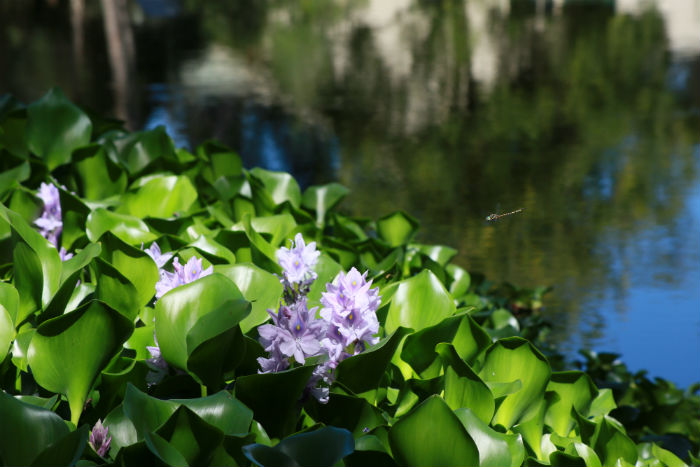 Water hyacinth plants beside a dam    