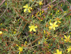 Cluster of tangled hypericum with small bright yellow flowers 