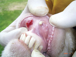 Inside of a sheep's mouth showing ulcer and abscess on the upper lip 