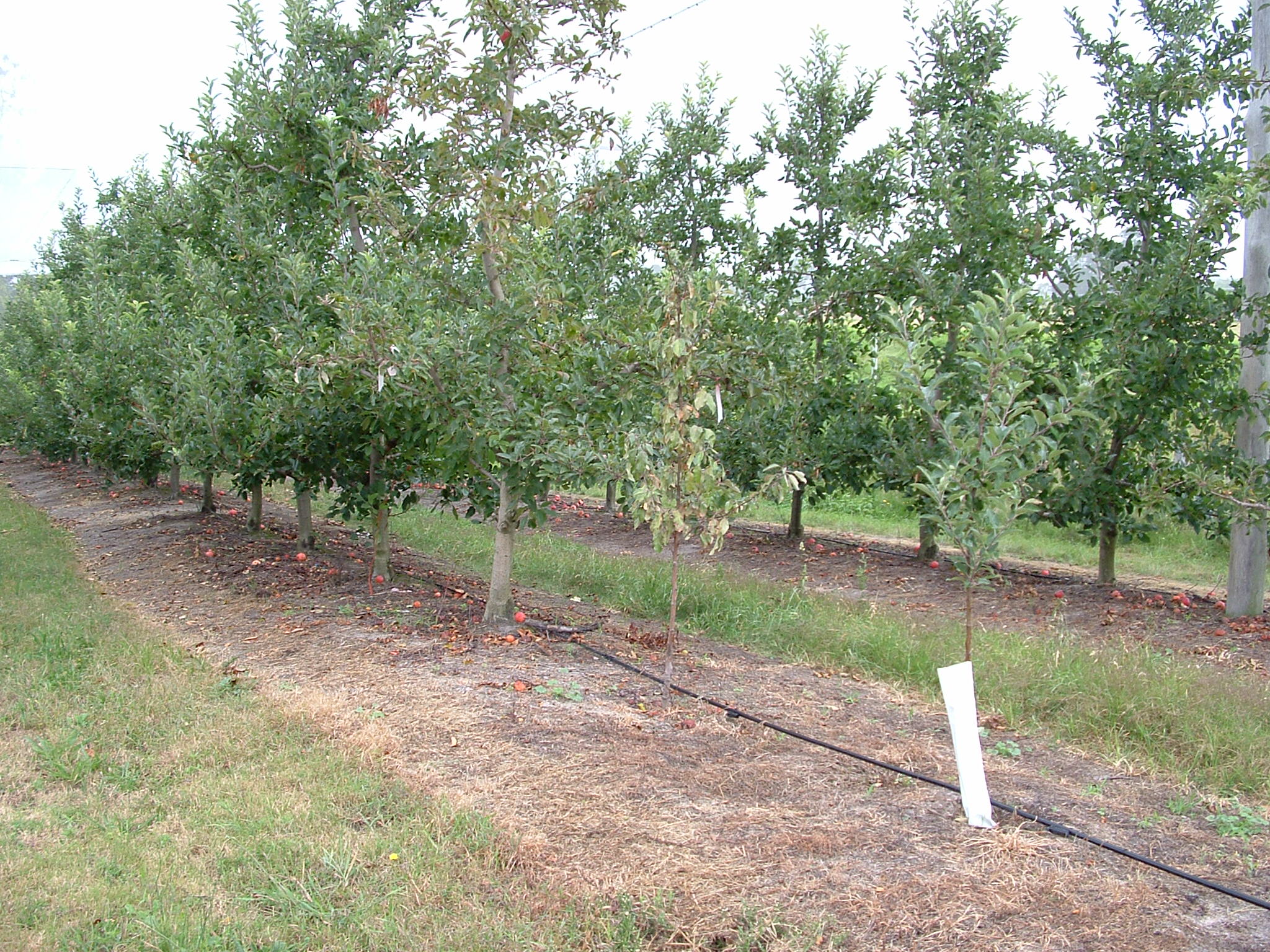 Young wilted tree in a row of larger healthy trees in an apple orchard