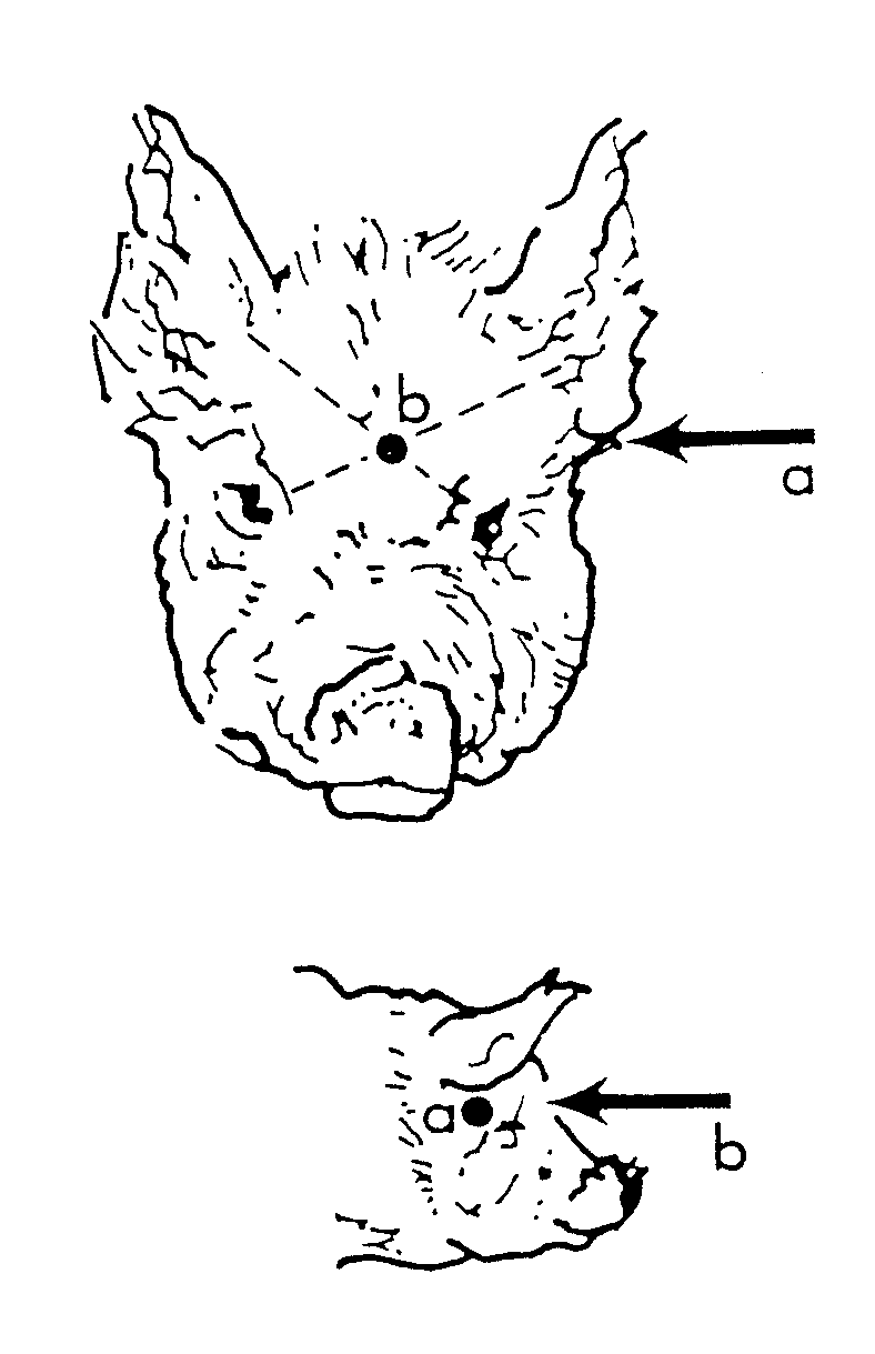 Diagram of pig's head showing the correct angles for the frontal method and temporal method of humane destruction