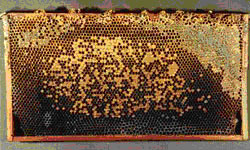 A comb showing an irregular (scattered) brood pattern