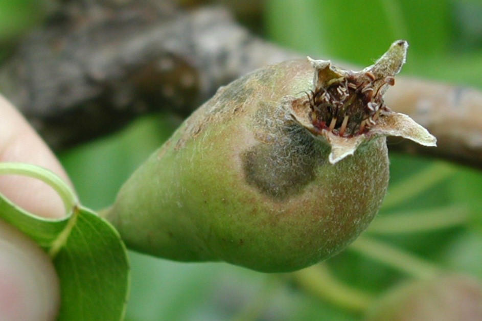 Immature fruit on tree with a black bruise-like spot