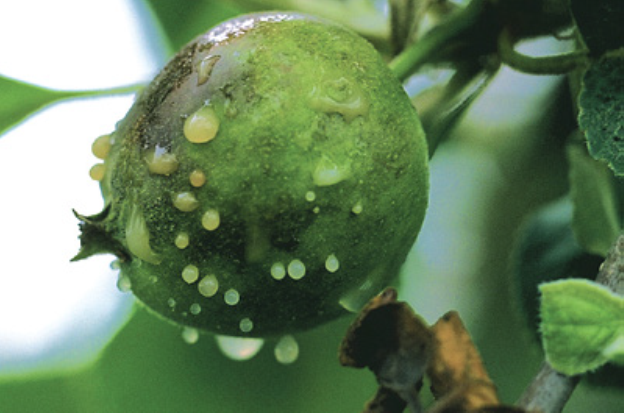 Bacteria oozing from young apple fruit infected with E. amylovora