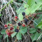 Black and red fruit of blackberries