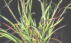 Photo of ryegrass plant with BYDV symptoms