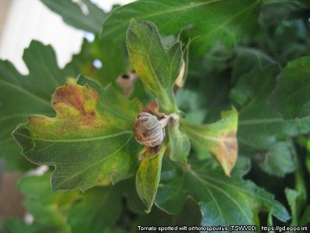 Leaves with symptoms of tomato spotted wilt virus