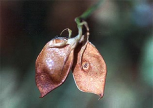 Photo of two seeds with dark brown patches
