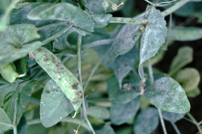 Photo of field pea pod with brown discolouration and leaves with white powdery mildew