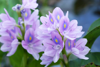 Lilac flowers of the water hyacinth