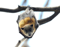 Close-up of a grey headed flying fox