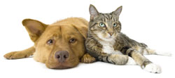 Domestic animal legislation updates | Registration, legislation and permits  | Domestic Animals Act | Animal Welfare Victoria | Livestock and animals |  Agriculture Victoria